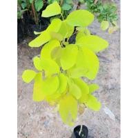 ราคา ต้นชะแมบทอง ทองนพเก้า ไม้ประดับไม้มงคลไม่ผลัดใบ สีเหลืองสวย (10461475084)