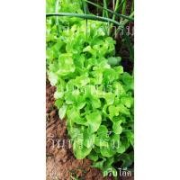 ราคา เมล็ดพันธุ์ green oak (500+ เมล็ด) แบบเคลือบ (478426156)