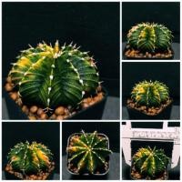 ราคา ยิมโนด่าง LB2178 Hybrid ด่างทรึมๆทุกพูหนามเดี่ยวใกล้เคียงแท้ (7842781248)