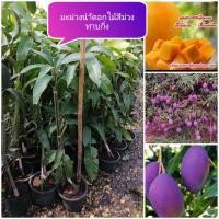ราคา มะม่วงน้ำดอกไม้สีม่วงทาบกิ่งให้ผลภายใน1ปีต้นสูง1เมตร (3384252515)