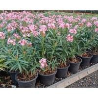 ราคา ต้นยี่โถแคระ ขนาด 11นิ้ว ดอกชมพู (7755980455)