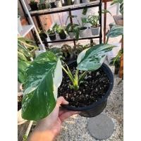 ราคา monstera albo white tiger มอนสเตล่าอัลโบ (15059080857)