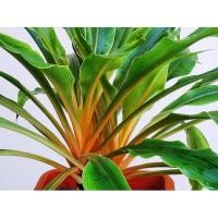 ราคา ต้น เศรษฐีก้านทอง ว่านเศรษฐีก้านทอง ไม้มงคลเสริมโชคลาภ เรียกเงินเรียกทอง ในกระถาง4-5นิ้ว 199 บาท (9788299091)