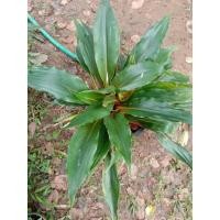 ราคา ต้น....เศรษฐีก้านทอง (5745149397)