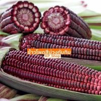 ราคา เมล็ดพันธุ์ ข้าวโพดข้าวเหนียวม่วง 20 เมล็ด (7179381896)