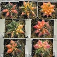 ราคา ยิมโนด่าง ยิมโนด่างไม้เมล็ด ยิมโนด่าง gymno แคคตัส Cactus กระบองเพชร (4586849980)