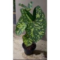 ราคา บอนสี เสือพราน บอนสีไม้มงคล(ขายเป็นต้น) (15839723091)