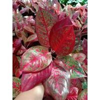 ราคา ต้นทรัพย์มงคล ต้นไม้มงคลเรียกทรัพย์ เสริมโชคลาภค้าขายร่ำรวยขายเป็นต้นค่ะส่งพร้อมกระถาง (21434161911)