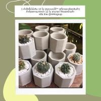 ราคา กระถางปูนเปลือย ปลูกแคคตัส (2295463556)