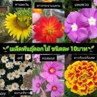 ราคา เมล็ดพันธุ์ดอกไม้ ชนิดละ 10 บาท!!!! ทานตะวัน, เก็กฮวย, เดซี่ขาว, ดาวเรืองฝรั่งเศษ, คอสมอส, ดาวกระจาย️ (9533732963)