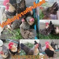 ราคา ไข่เชื้อ​ไก่แจ้​ไข่ลุ้นเชื้อไข่ไก่เชื้อ​ราคาขายต่อฟอง ไก่แจ้สีเบญจรงค์ ขาสั้นตอ ไข่ไก่แจ้ ไข่ไก่​สวยงาม​ (8298370127)