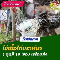 ราคา ไข่เชื้อไก่บราห์มา สำหรับการฟัก 10 ฟอง (3047568743)