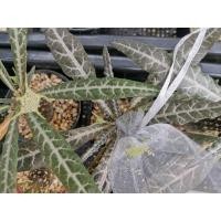 ราคา เมล็ดมะพร้าวทะเลทรายใบเงิน​ จำนวน​ 10​ เมล็ด​ (8482032036)