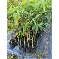 ราคา ไผ่กิมซุง ไผ่ตงลืมแล้ง ต้นใหญ่แข็งแรง พร้อมปลูก เกิดการเสียหาย รับผิดชอบทุกกรณี (25063473935)