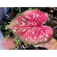 ราคา เจ้าคุณพระคลัง(บอนเก่าหายาก)ตับเทวดาเสาร์เรือน (18829399277)