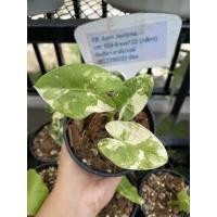 ราคา ต้นบอนกระดาดด่างขาว/บอนกระดาดด่าง/บอนกระดาษด่าง (16875095968)