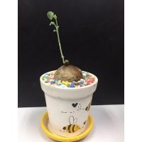 ราคา บัวบกโขด , บัวบกป่า ไม้ฟอกอากาศ (7771667978)