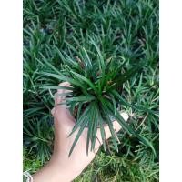ราคา F120 ชุด 20 ต้น หญ้าหนวดปลาดุกแคระ ไม้คลุมดิน แต่งสวน *ส่งแบบล้างราก (19707639112)