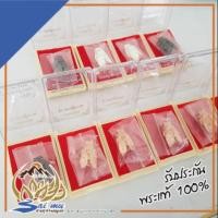 ราคา แมลงภู่คำ เศรษฐีอมตะ ครูบาบุญยัง วัดห้วยน้ำอุ่น (3636423827)