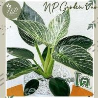 ราคา ฟิโลเดนดรอนเบอร์กิ้น Philodendron Birkin มี 2 ไซส์☘️ (20014359031)