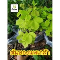 ราคา ต้นทองนพเกล้า หรือ ต้นชะแนบทอง ไม้มงคล ทองนพเก้า ทองนพเกล้า ต้นไม้ใบสีเหลือง ใบสวย (4595483345)