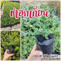 ราคา ต้นชาฮกเกี้ยน ชาดัด​ สั่งขั้นต่ำ10ต้น (25255031946)