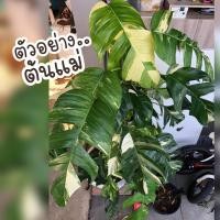ราคา ต้นอิพิด่างขาวเหลือง อิพิด่างเหลือง พลูฉีกด่าง ส่งพร้อมกระถาง Epipremnum_ Pinnatum_Variegated (3897110919)