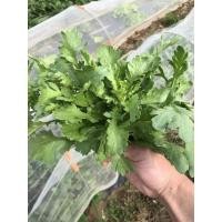 ราคา เมล็ดพันธุ์ผักตั้งโอ๋ 100 เมล็ด (5แถม1คละได้) (25361911788)