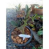 ราคา กวักมรกตดำจัดส่งพร้อมกระถาง (11815640254)