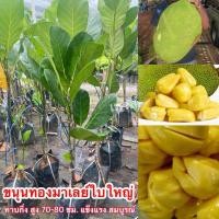 ราคา ขนุนทองมาเลย์ใบใหญ่ ทาบกิ่ง (29156963839)