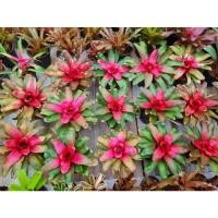 ราคา #สับปะรดสีนีโอเกรช (Neo Grace) ต้นละ 100 บาท ส่งแบบถอดกระถางจ้า (5191787068)