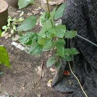 ราคา ต้นหม่อน กิ่งหม่อน ผลสีดำ หวาน (12408904962)