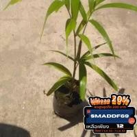 ราคา ต้นปาล์มหางกระรอกหรือต้นฟอกซ์เทล (4851159563)