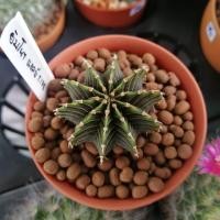 ราคา ยิมโนคาไลเซียม มิฮาโนวิชิอาย LB 2178 "G. mihanovichii LB2178" (2739616417)