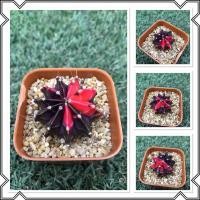 ราคา ยิมโนด่าง(แดงดำ) ไม้ชำหน่อ (5655591420)