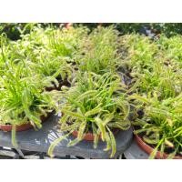 ราคา ต้นหยาดน้ำค้าง Drosera กอใหญ่ กระถาง 4นิ้ว (17595281496)