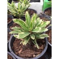 ราคา ต้นโป๊ยเซียนด่างแคระ (6450857097)