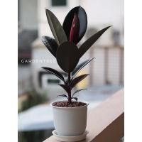 ราคา ต้นยางอินเดียดำ ไม้ฟอกอากาศ (13330347093)