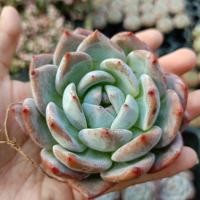 ราคา กุหลาบหิน ไม้อวบน้ำ Echeveria Orange monroe succulent haworthia cactus lithop แคคตัส ไลทอป ฮาโวเทีย (22077153308)