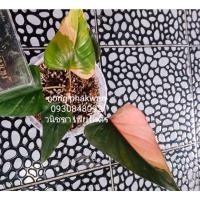 ราคา เสน่ห์จันทร์ดำด่างชมพูไซส์แม่ (21562831379)