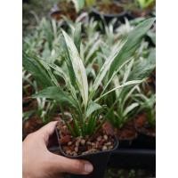 ราคา ต้นเดหลีด่างแคระ ต้นไม้ฟอกอากาศ (12944140419)