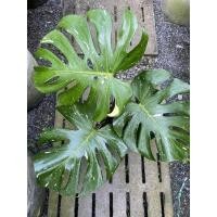 ราคา มอนสเตอร่าไทคอน (monstera thai constellation)ไม้ด่าง ต้นไม้ฟอกอากาศ (18119392663)