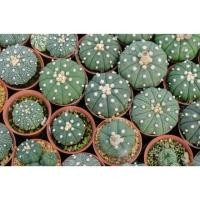 ราคา แอสโตร Astrophytum แอสโตรไฟตัม แอสทีเรียส (astrophytum asterias) (4151426041)