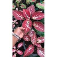 ราคา #บอนสีรวยล้นฟ้ากัดสี#รวยล้นฟ้าของไทยคะ (11355020826)