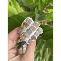 ราคา ไลทอปถูกมากขั้นต่ำ 10 ต้น #Lithop #ไลทอปคละสายพันธ์ เริ่มต้นที่ 5 บาท (4276921311)