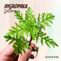 ราคา ดาวกระจาย - HYGROPHILA DIFFORMIS ต้นไมน้ำ (7368102184)
