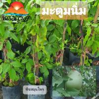 ราคา ต้นมะตูมนิ่ม มะตูม มะตูมนิ่ม สมุนไพร ผลไม้ ไม้มงคล ไม้ผล ต้นไม้ เมล็ดพันธ์ พันธุ์ไม้หายาก ทานง่าย (5371533941)