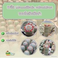 ราคา เมล็ด แมมโคลัมเบียน่า Mammillaria columbiana 1 ซอง 50 เมล็ด (3134088878)