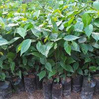 ราคา พันธุ์ไม้ตะเคียนทอง ปลูกแล้วประโยชน์เยอะ% (4422319822)