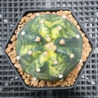 ราคา กระบองเพชร แอสโตรด่าง ลายวี (ส่งเคาะราก) (21604232025)